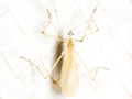 Cheilotrichia imbuta